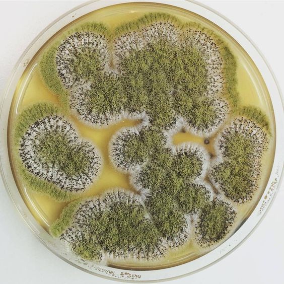 Mould Myths
