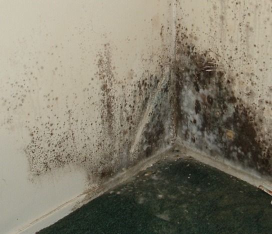 The Most Harmful Mould: Black Mould