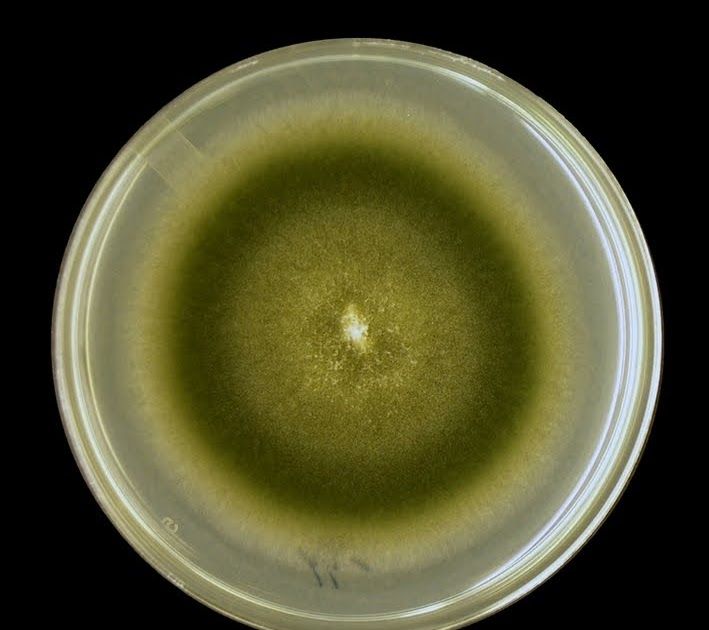 Most Common Types Of Mould