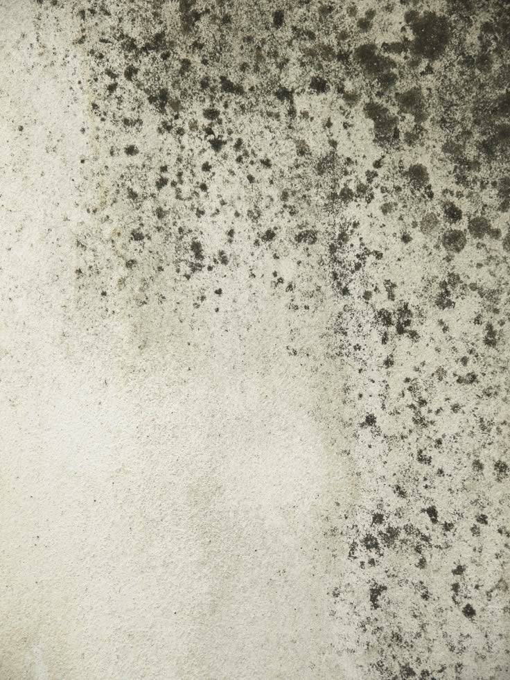 Found Mould? Next Steps